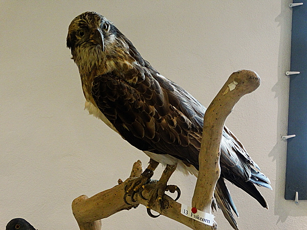 romo vogelmuseum 06