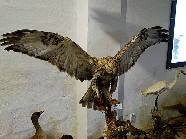 romo vogelmuseum 07