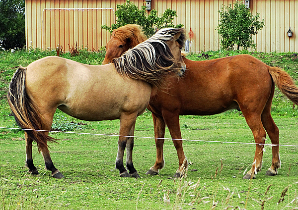 romo pferde 01 romo pferde 01